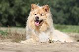 CHIEN FINNOIS DE LAPONIE 726